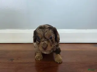 Miniature Dachshund dogs Kevin - Ad 37