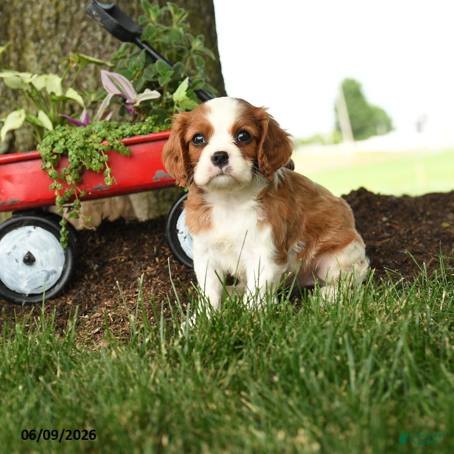 Cavalier King Charles Spaniel dogs Monroe - Ad 2