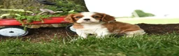 Cavalier King Charles Spaniel dogs for sale: Monroe - Ad 2