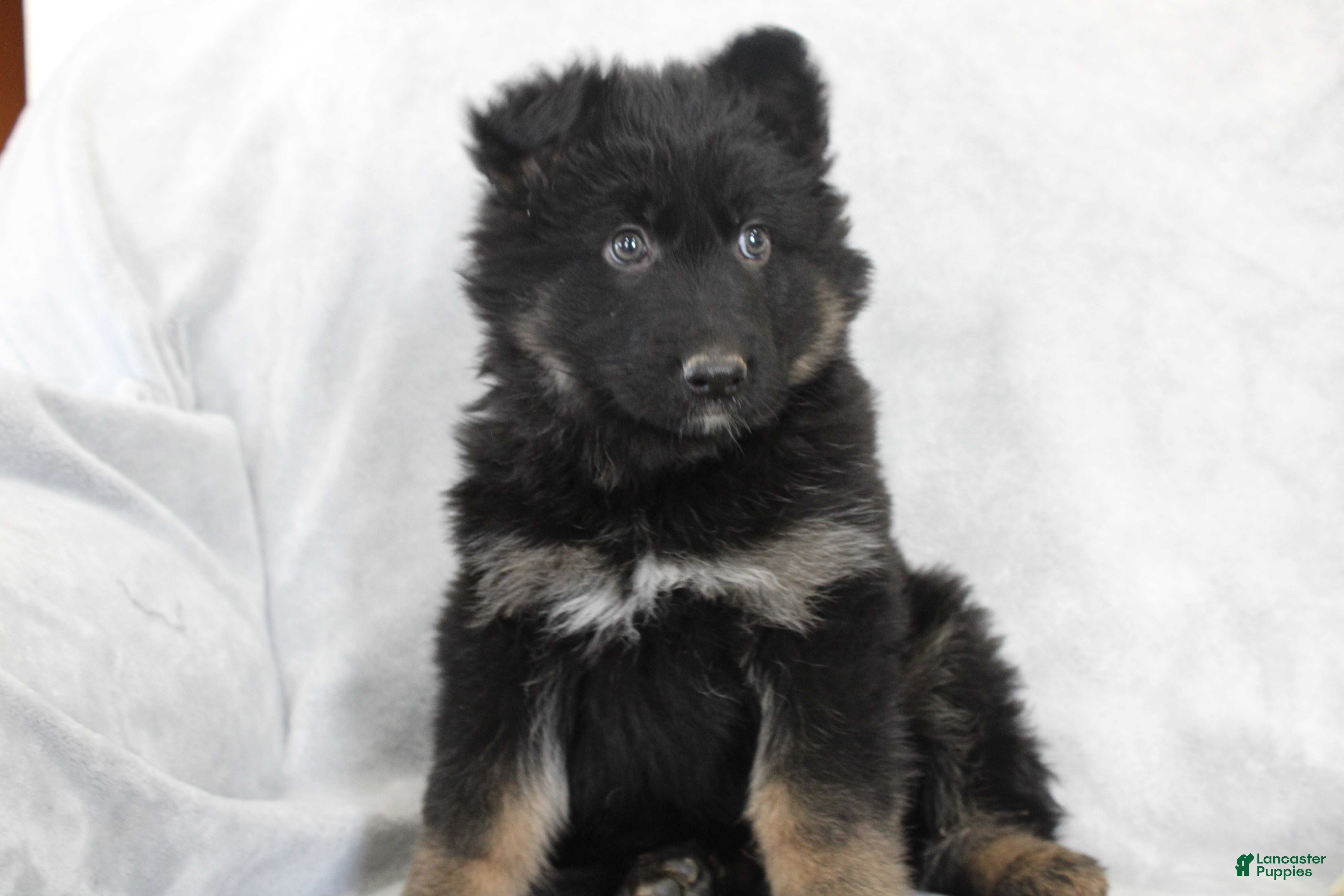 German Shepherd dogs Captain - Ad 1