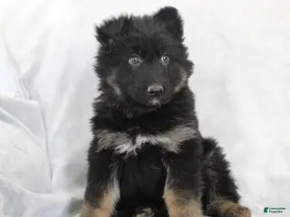 German Shepherd dogs for sale: Captain - Ad 2