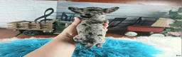 Chihuahua dogs for sale: Mouses blue merle boy - Ad 9