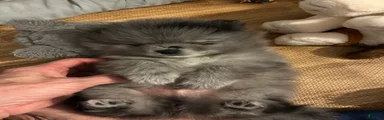 Pomeranian 2