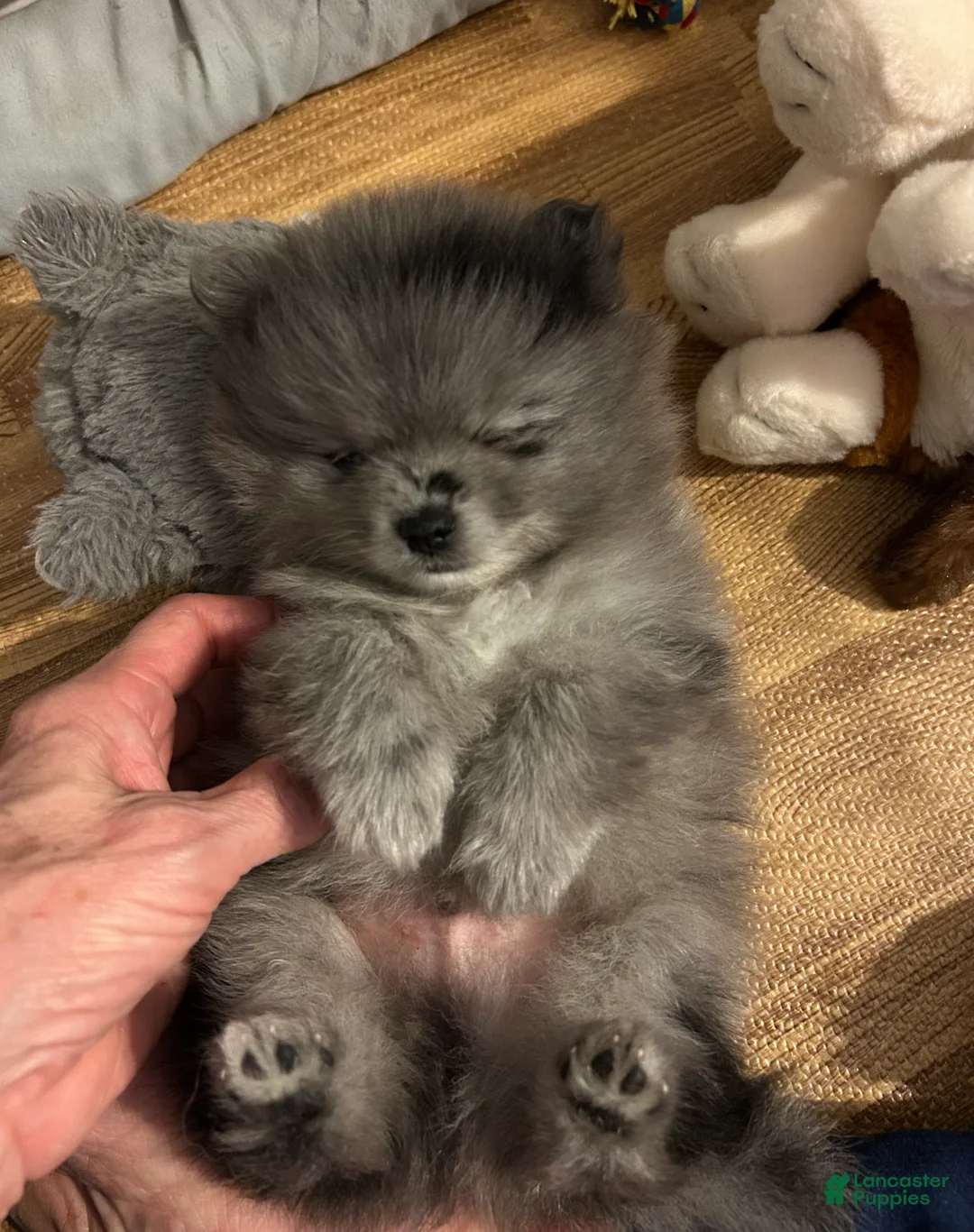 Pomeranian dogs for sale: Pomeranian 2 - Ad 1