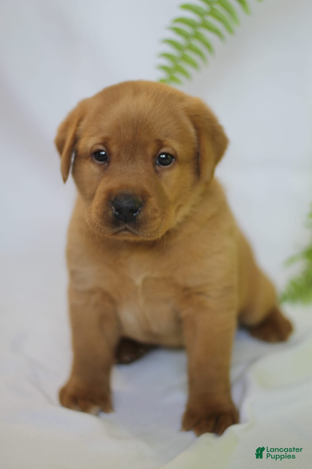 Labrador Retriever dogs Tonka - Ad 30