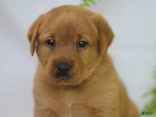 Labrador Retriever dogs Tonka - Ad 4
