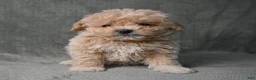 Maltipoo dogs for sale: Maltipoo 3 - Ad 9