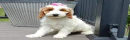 Mini Goldendoodle dogs for sale: Princess-MEDIUM - Ad 3