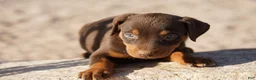 Doberman Pinscher dogs for sale: Sara F 2 - Ad 6