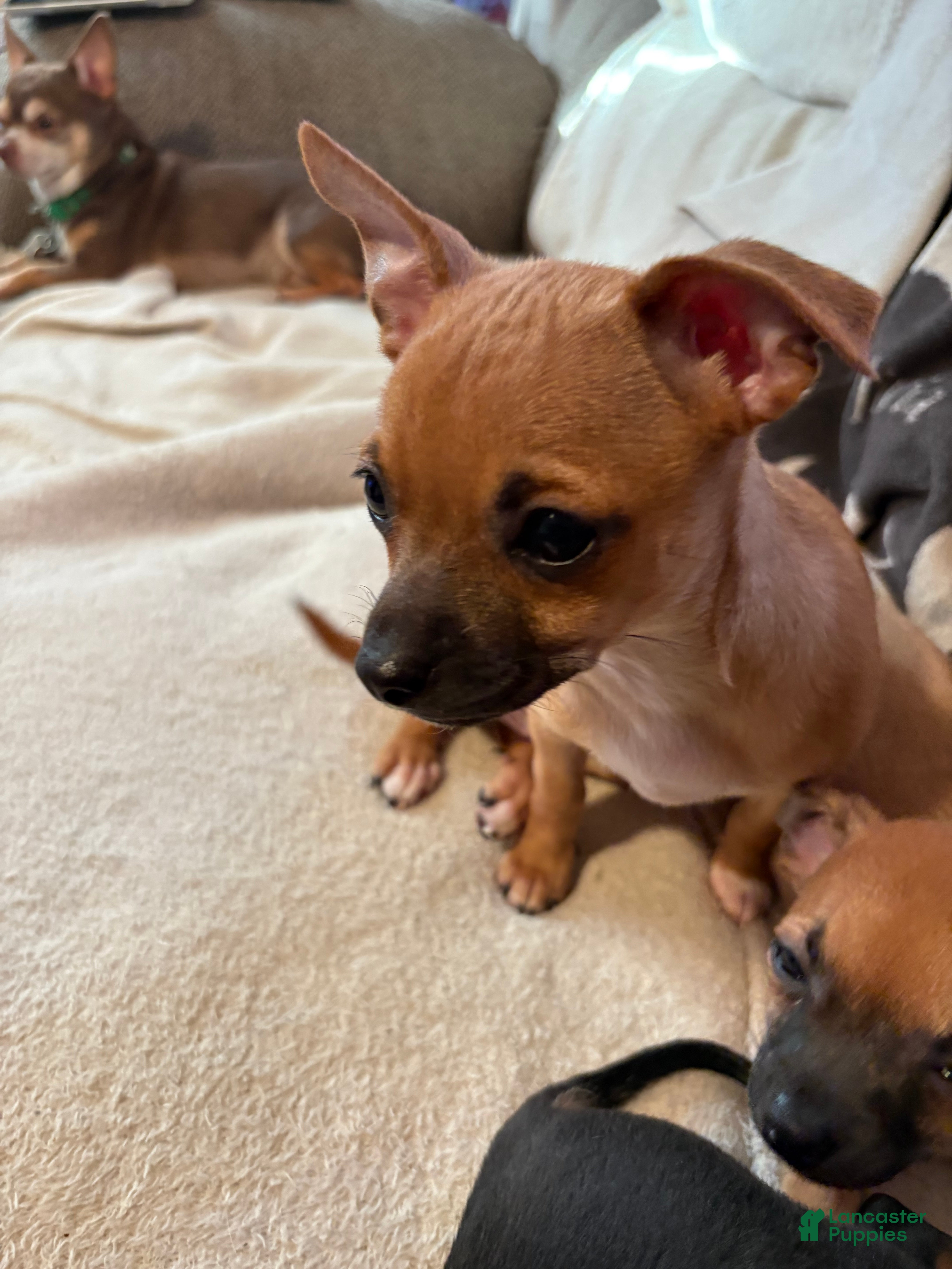 Chihuahua dogs Susie - Ad 1
