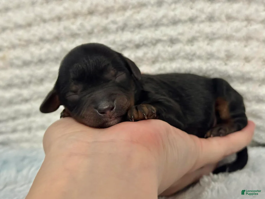 Cavapoo dogs for sale: Beau - Ad 1