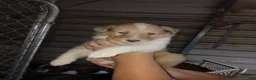 Collie dogs for sale: Skylar - Ad 3