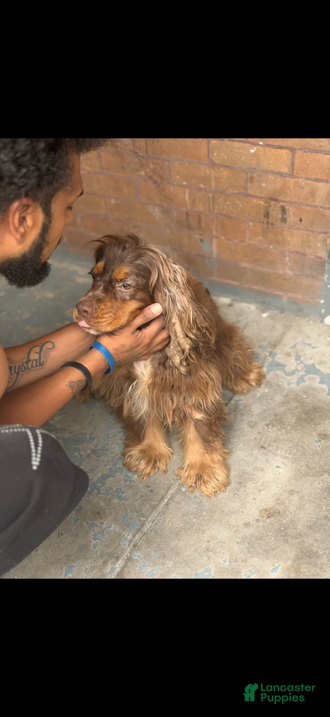 Cocker Spaniel dogs for sale: Cocker Spaniel 1 - Ad 6