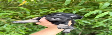 Miniature Schnauzer Puppy 5