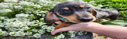 Miniature Dachshund dogs for sale: Sterling  - Ad 3