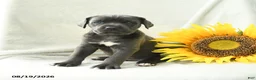 Cane Corso dogs for sale: Buttons - Ad 3