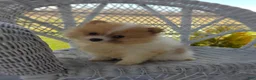 Pomeranian dogs for sale: Shiloh- Cream - Ad 9
