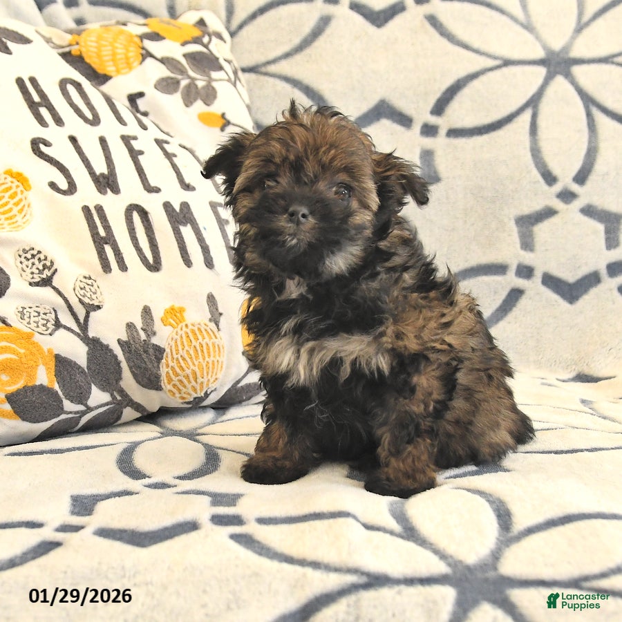 Mixed Breed dogs Piper - Ad 41