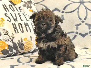 Mixed Breed dogs Piper - Ad 41