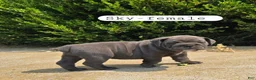 Olde English Bulldogge dogs for sale: Sky - Ad 1
