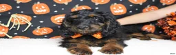 Cockapoo dogs for sale: Toffee  - Ad 10