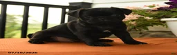 Pug dogs for sale: Alberta - Ad 3