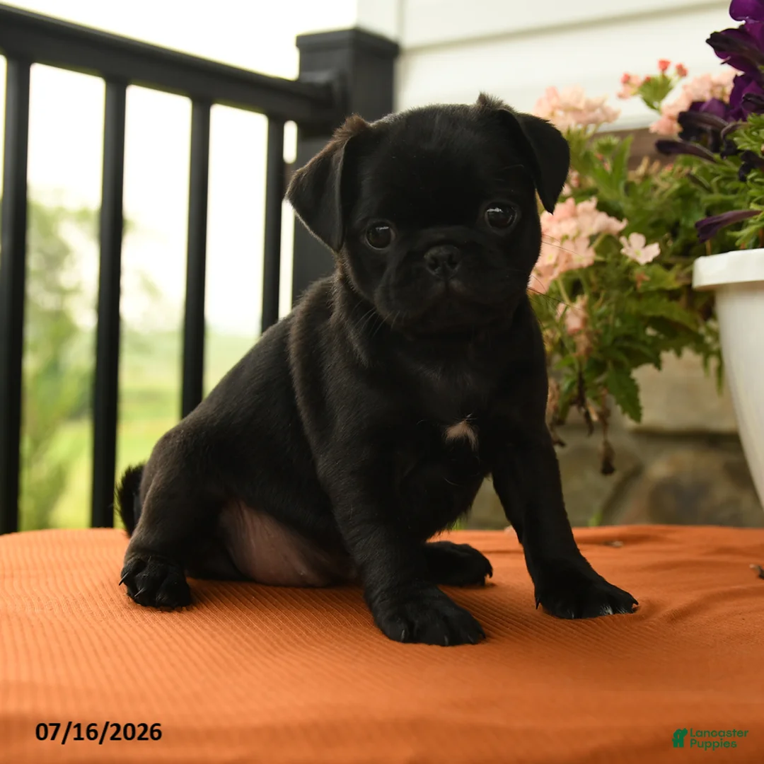 Pug dogs for sale: Alberta - Ad 3