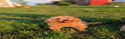 Maltipoo dogs for sale: Jasmine  - Ad 1
