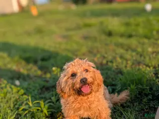 Maltipoo dogs Jasmine - Ad 25