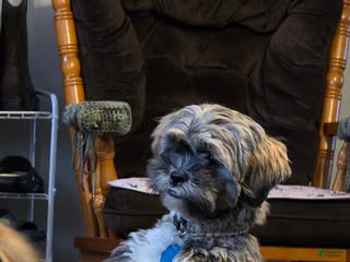 Mixed Breed dogs Mixed Breed Puppy 2 (Lincoln) - Ad 37