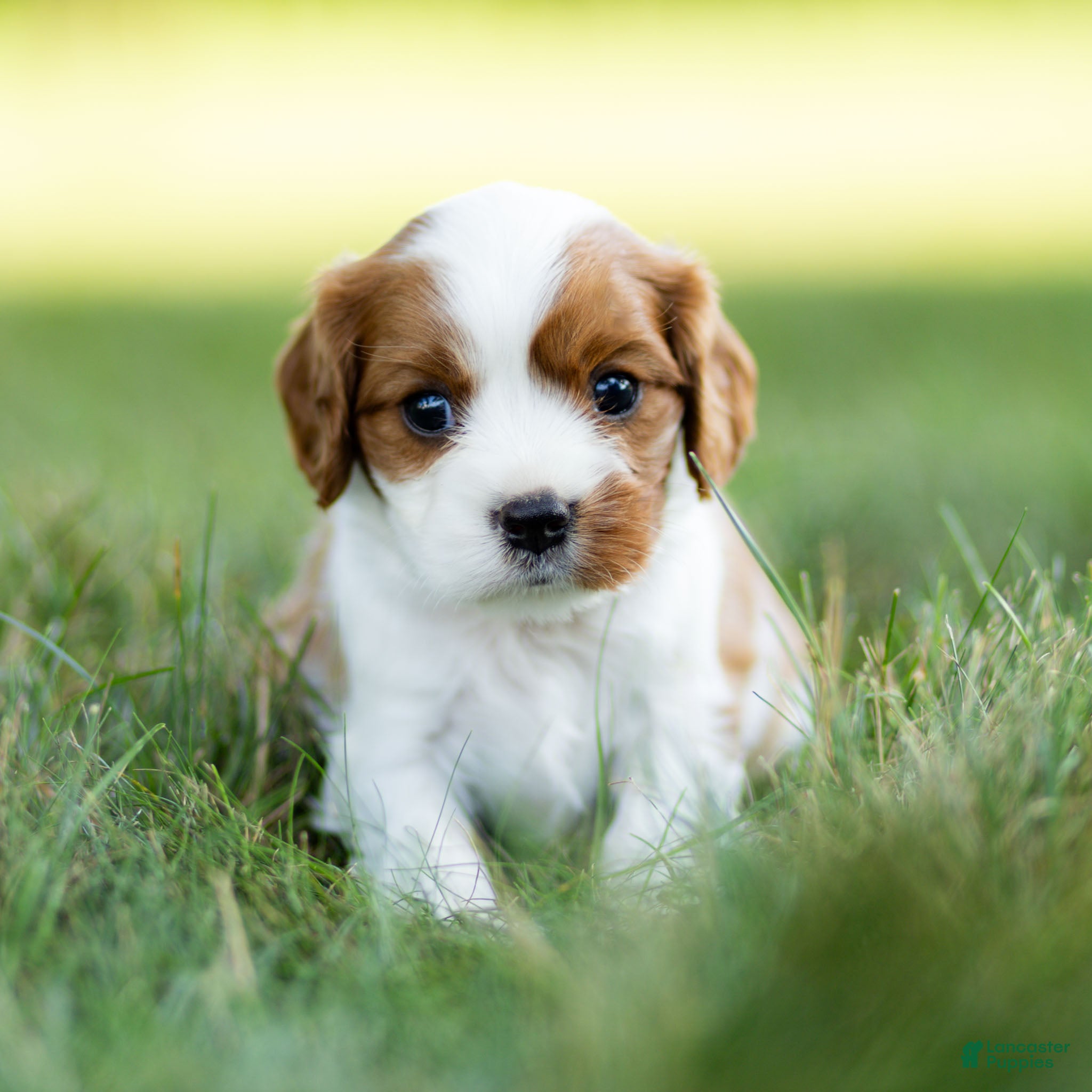Cavalier King Charles Spaniel dogs Bennet Cavalier King Charles Spaniel  - Ad 2