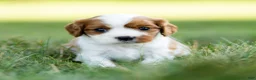 Cavalier King Charles Spaniel dogs for sale: Cavalier King Charles Spaniel 3 - Ad 5