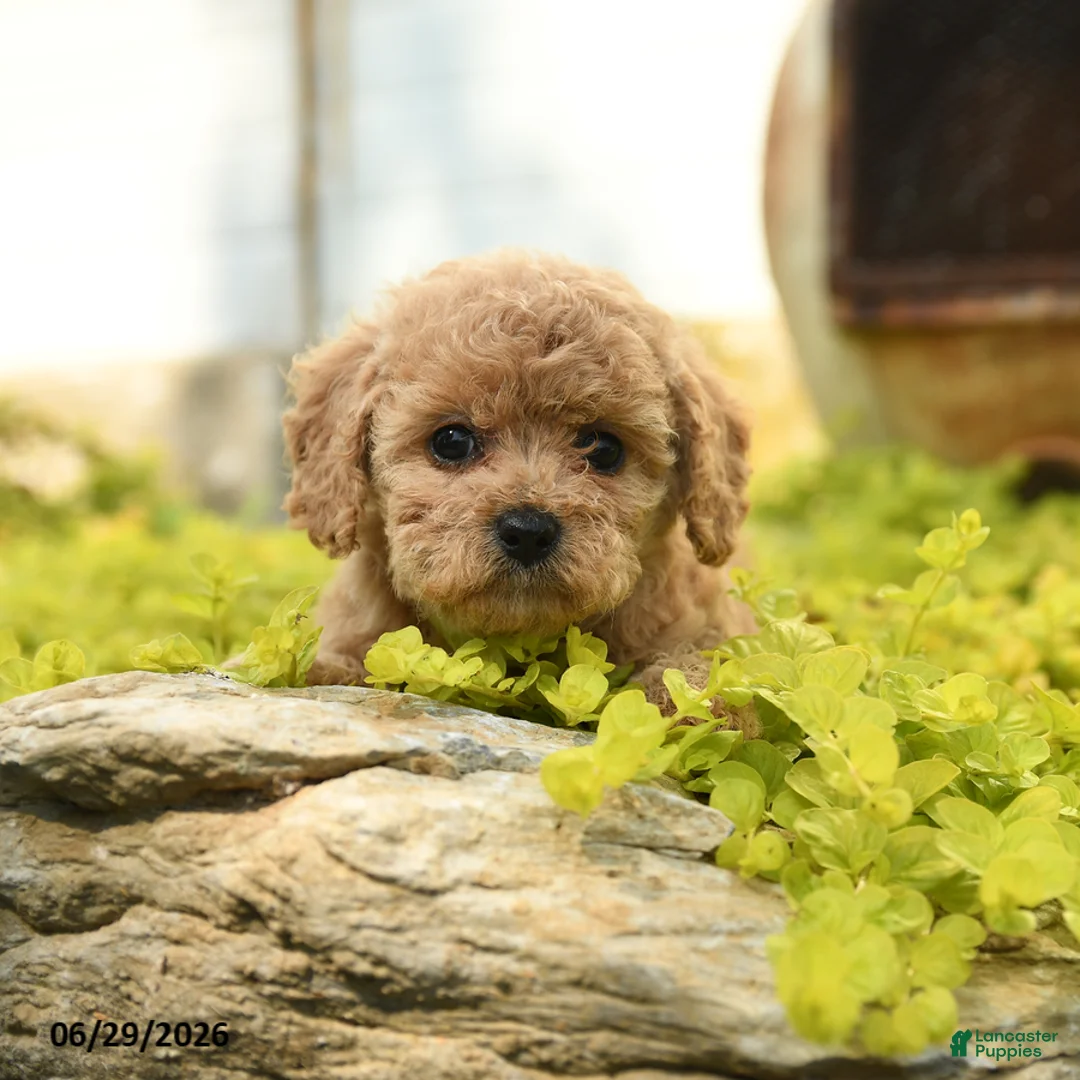 Toy Poodle dogs for sale: Dusty - Ad 2