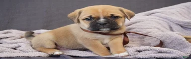 Hugo