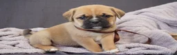 Puggle dogs for sale: Hugo - Ad 1