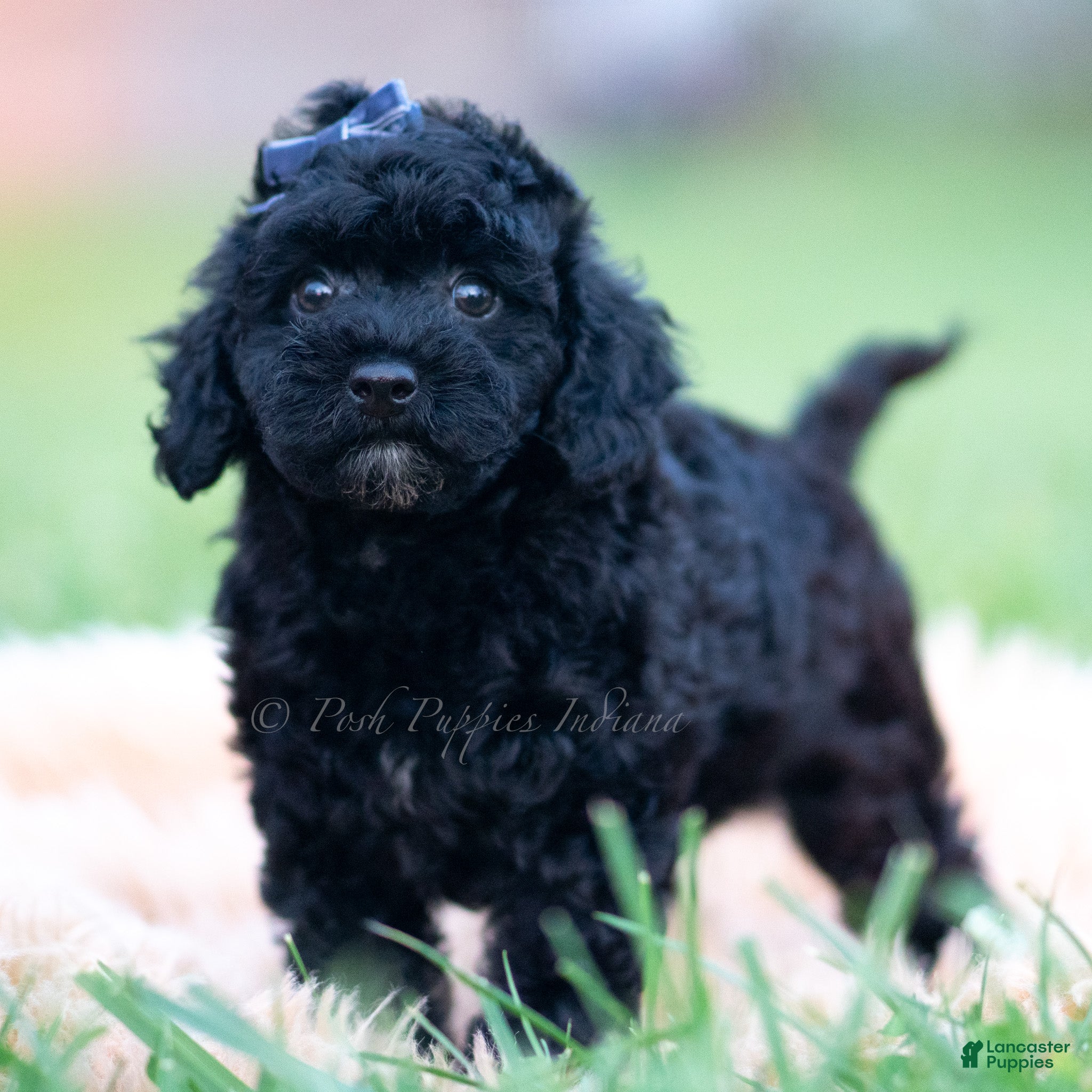 Mini Goldendoodle dogs Joey - Ad 11