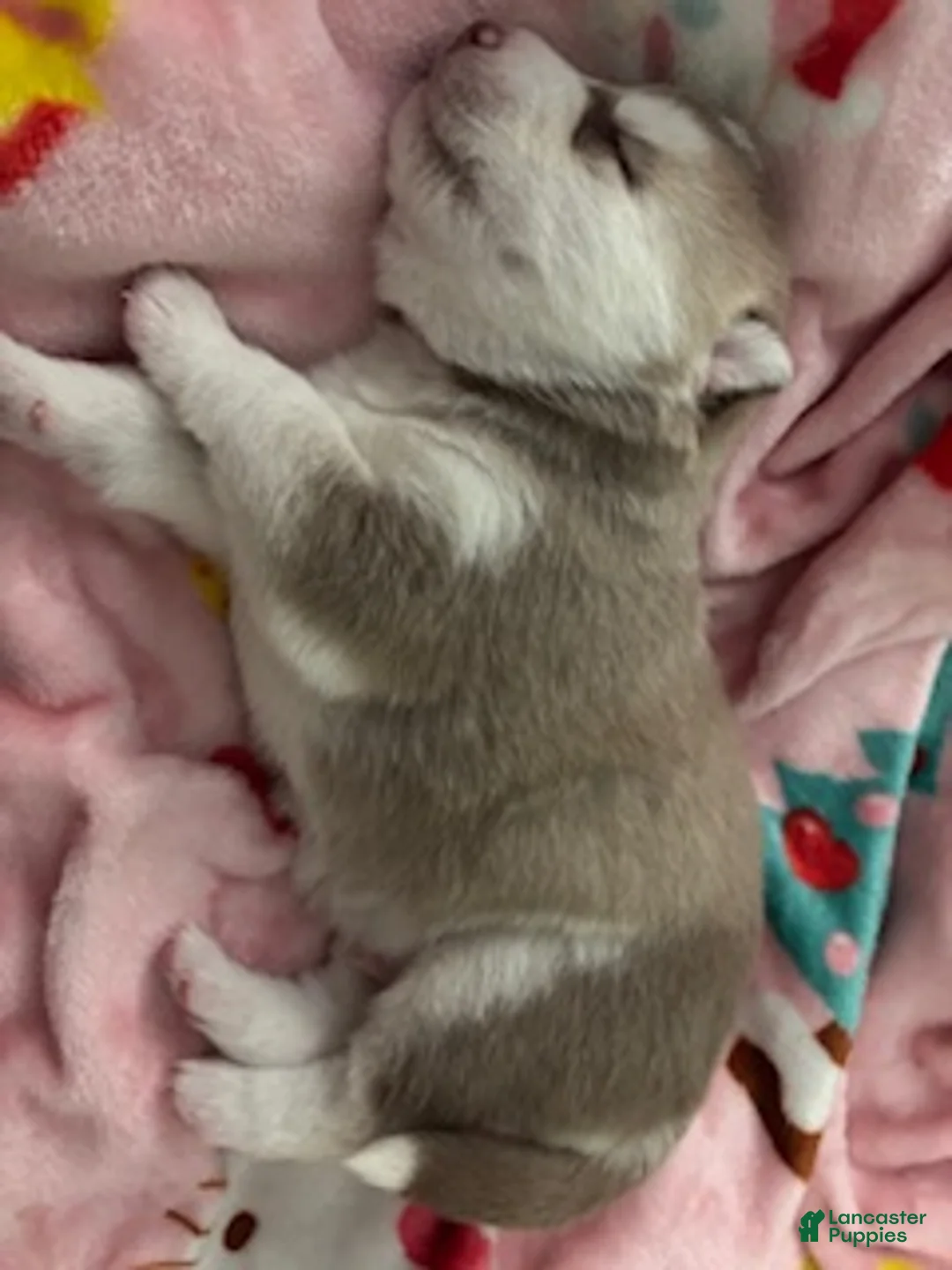 Siberian Husky dogs for sale: caramel - Ad 1