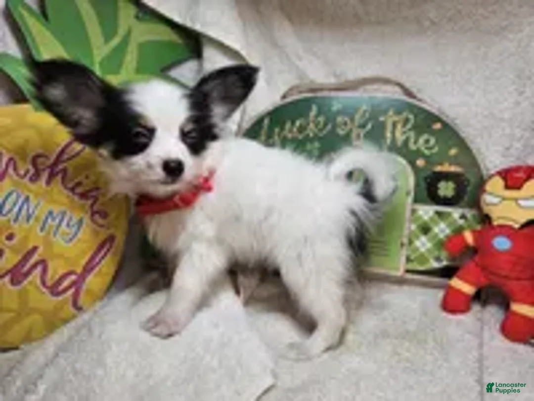 Papillon dogs for sale: Sinatra the Sumo (5 lb) - Ad 3