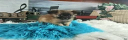 Chihuahua dogs for sale: Micro teacup long hair chihuahua.  Hand Delivery  - Ad 7