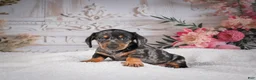 Miniature Dachshund dogs for sale: AKC-Marco - Ad 6