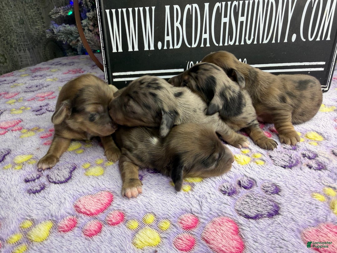 Miniature Dachshund dogs for sale: Dapple - Ad 5