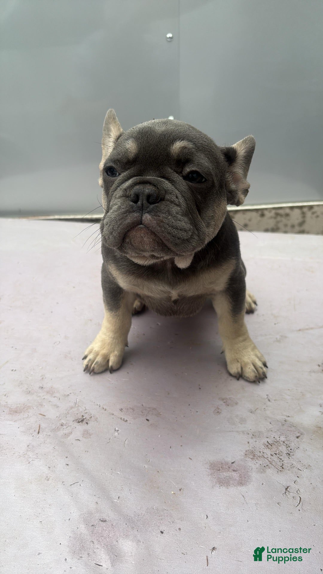 French Bulldog dogs French Bulldog 3 - Ad 21