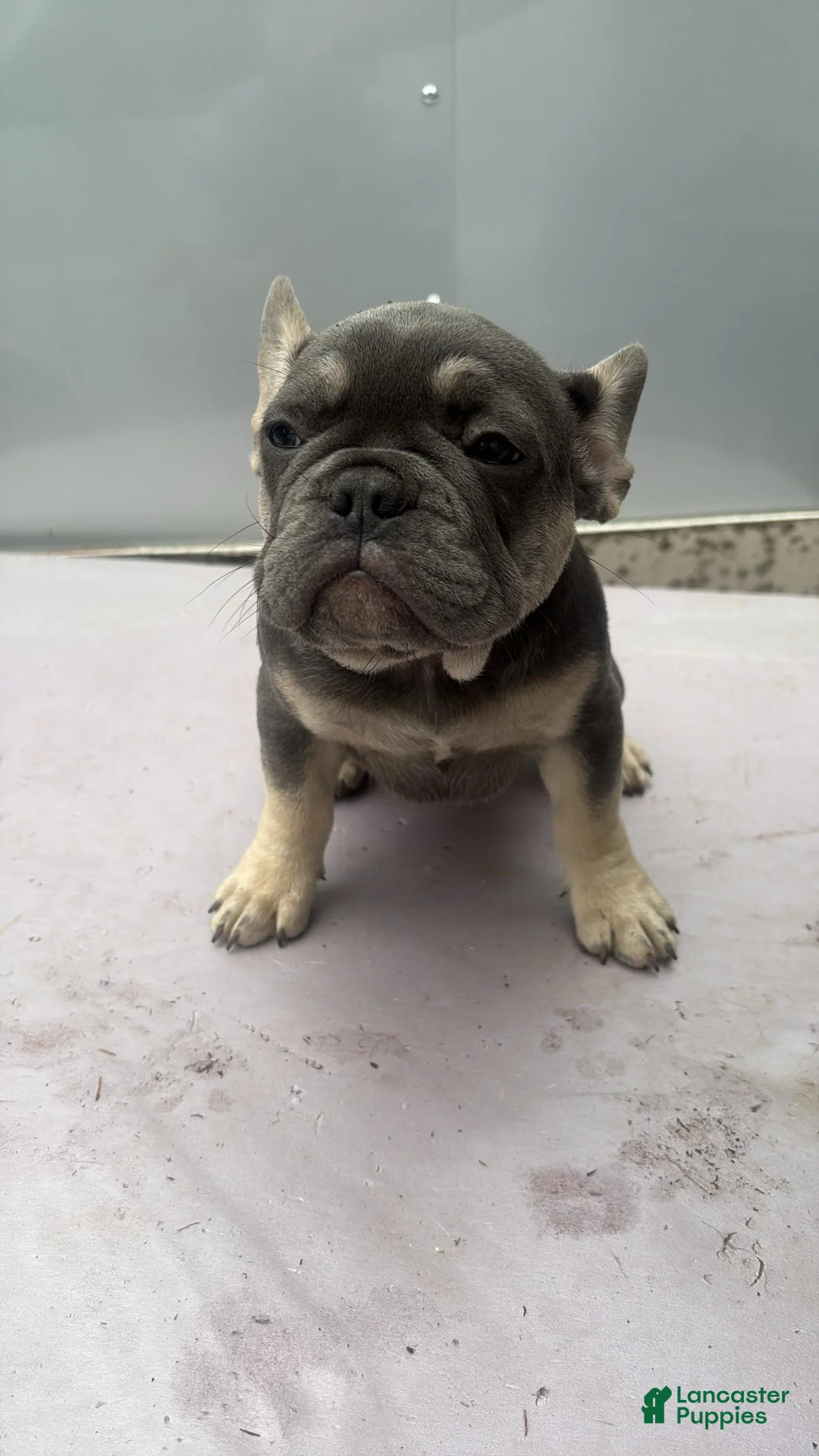 French Bulldog dogs for sale: French Bulldog 3 - Ad 1