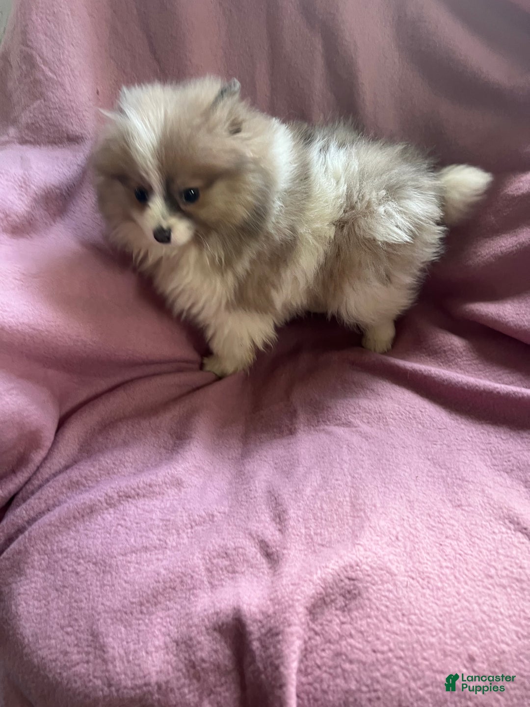 Pomeranian dogs for sale: Honey Pie - Ad 5