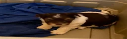 Biewer Terrier dogs for sale: Biewer Terrier Puppy 1 - Ad 6