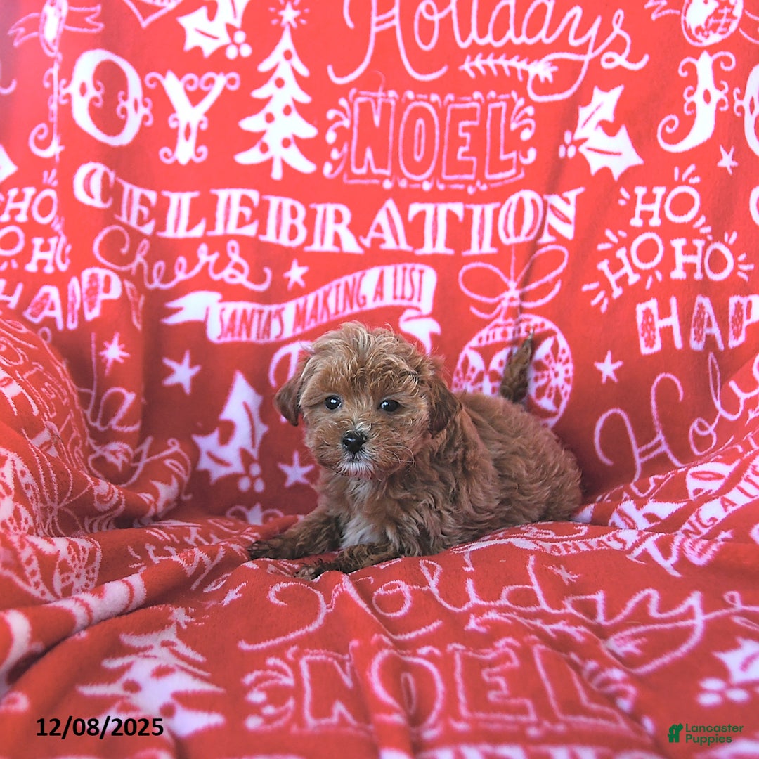 Mini Goldendoodle dogs for sale: Noelle - Ad 4