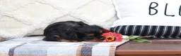 Cavalier King Charles Spaniel dogs for sale: Mike - Ad 6