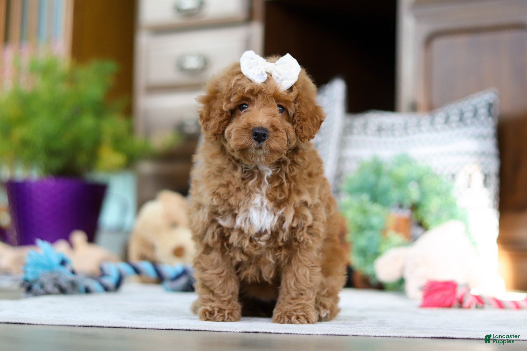 Miniature Poodle dogs Lorene - Ad 2