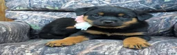 Rottweiler dogs for sale: Zoey - Ad 2