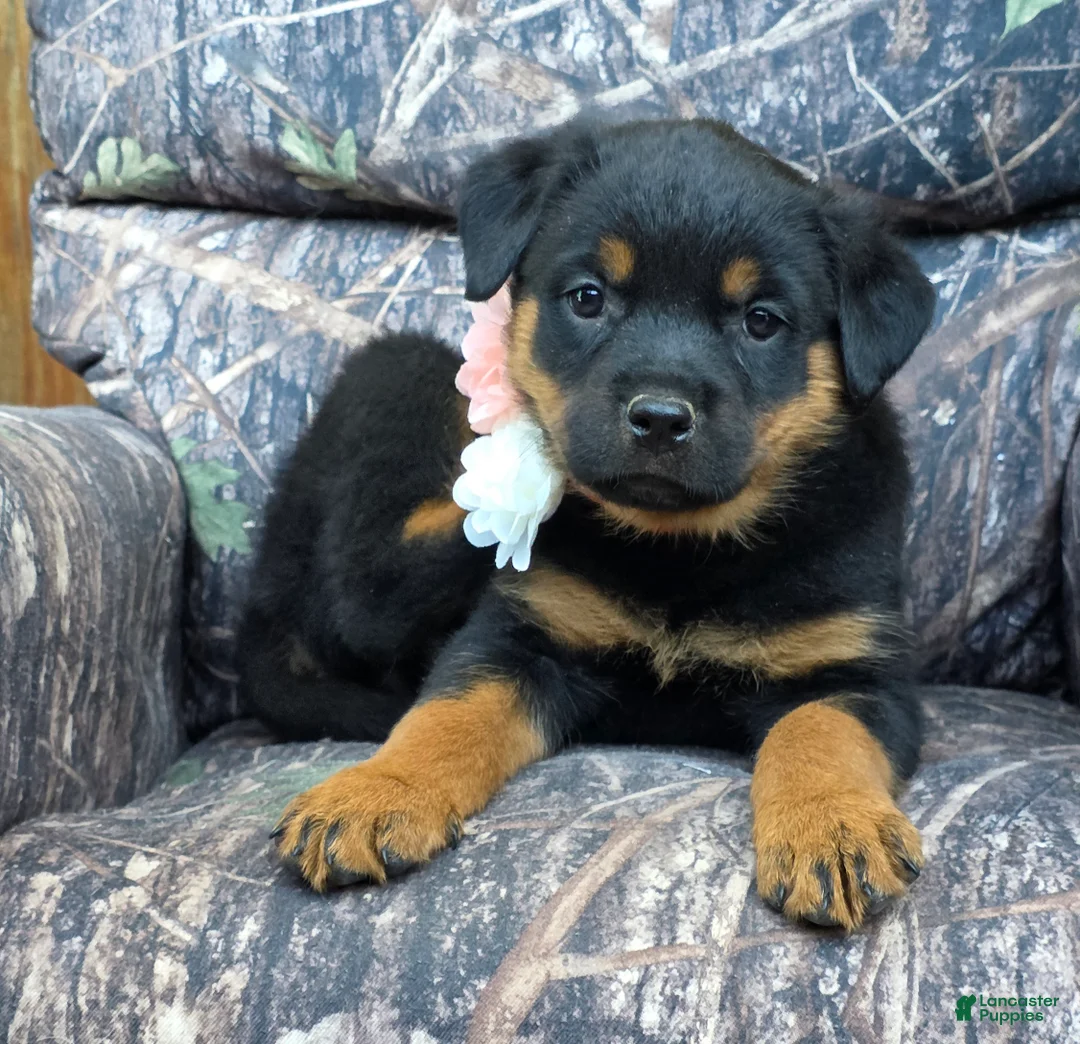 Rottweiler dogs for sale: Zoey - Ad 2